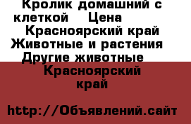 Кролик домашний с клеткой  › Цена ­ 1 500 - Красноярский край Животные и растения » Другие животные   . Красноярский край